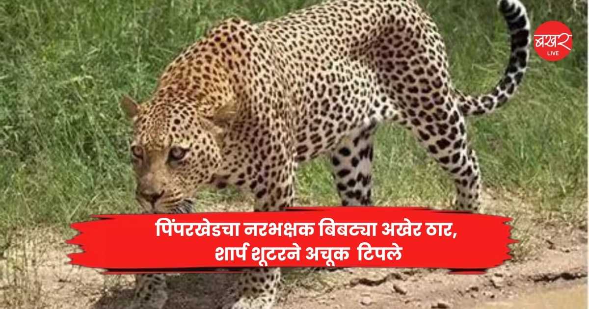 Pune Leopard Attack